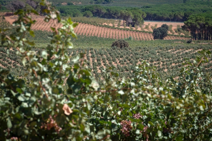 Imagen general de un campo sembrado con árboles de pistacho.