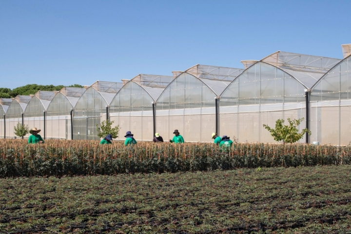 Varias personas trabajan en las plantas del exterior de los viveros de Agróptimun.