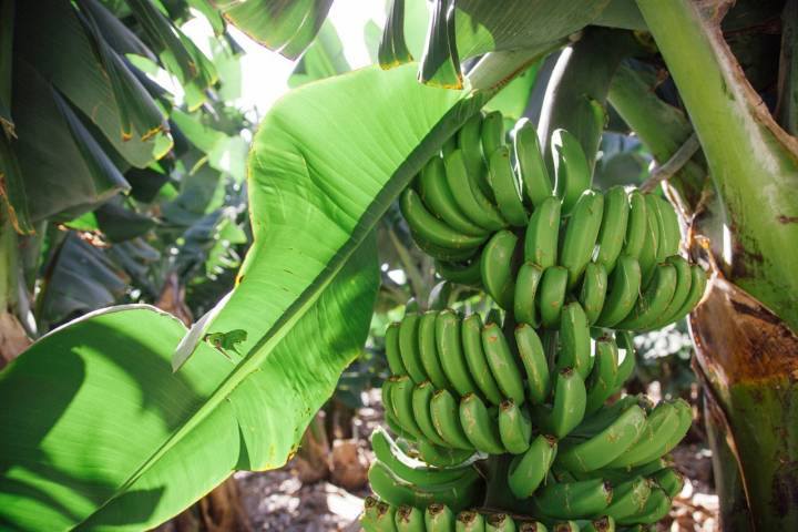 Las hojas protegen a los plátanos, pero también les quita mucha luz natural.