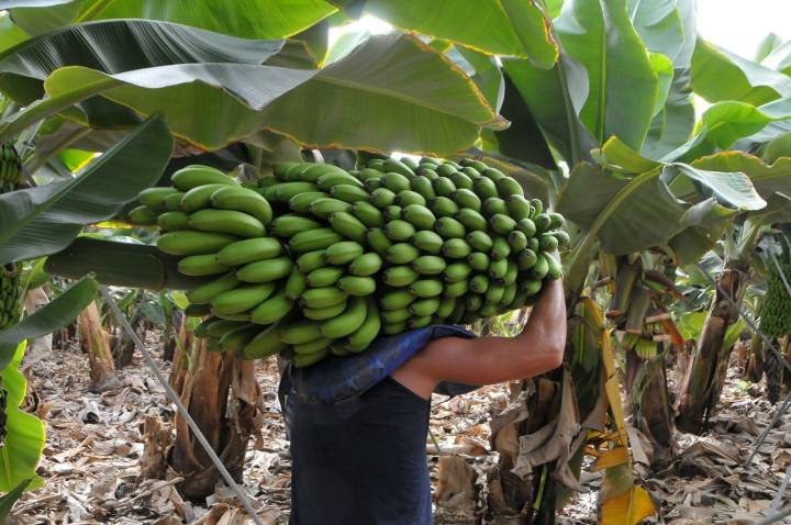 Las máquinas no entran en las plantaciones. Las 'piñas' de hasta 60 kg se cargan a hombros. Foto: Shutterstock.