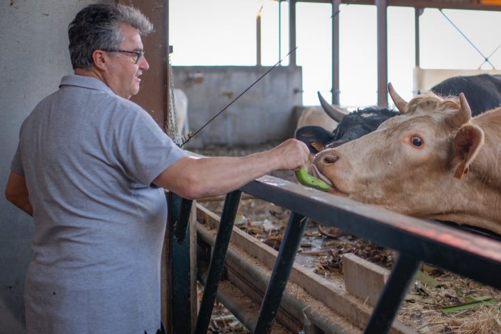 Rubén alimenta a las vacas con frutas de la finca.