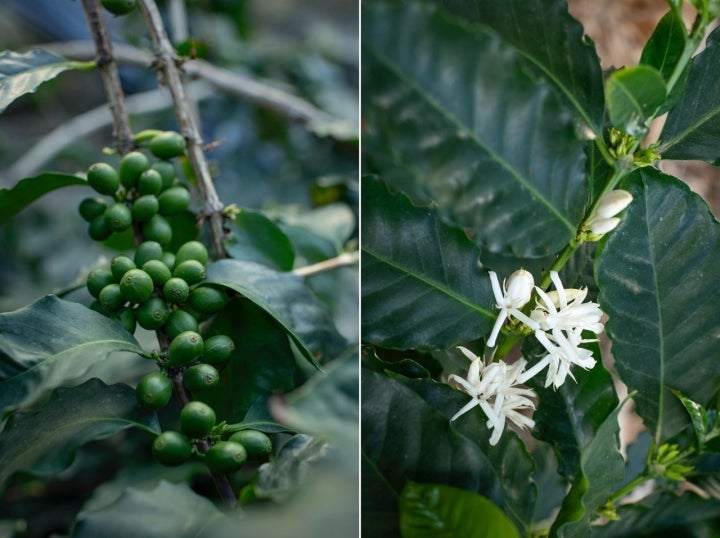 Las cerezas del café y las primeras flores.