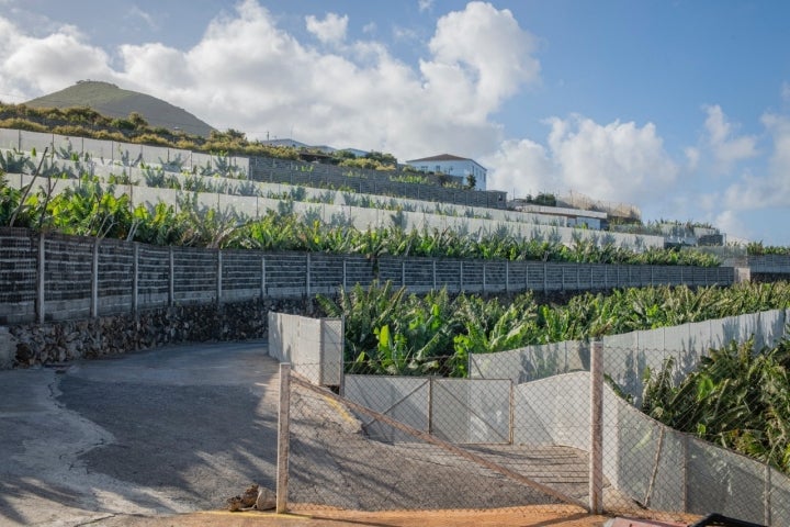 La finca supera las nueve hectáreas de cultivo.