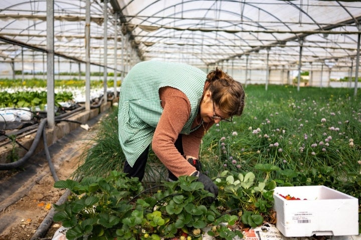 El campo mallorquín: recogida de fresas en el invernadero de Manacor