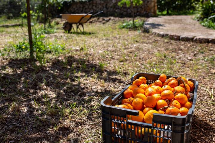 El campo mallorquín: naranjas de Sóller