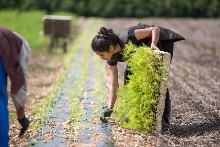 El campo mallorquín: trabajando en las huertas de Manacor