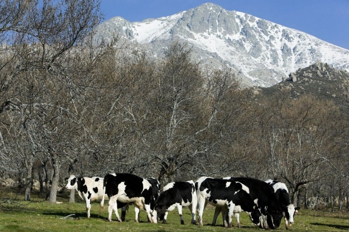 Ganado de 'Cuerda Larga' en la sierra madrileña de Miraflores