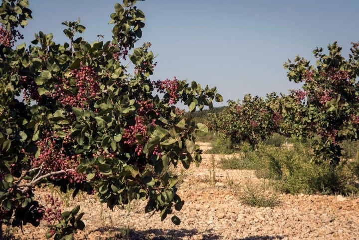 Pistacheros en el Centro de Investigación El Chaparrillo.