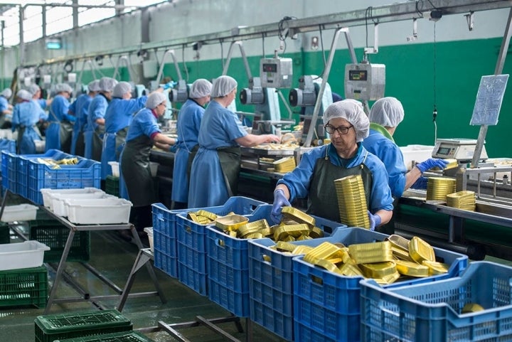 Unas 70 personas en planta trabajan durante la campaña del espárrago.