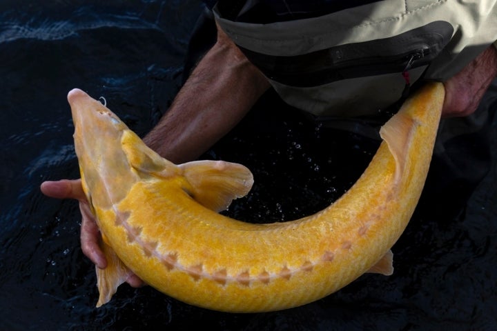 El esturión albino produce el exótico caviar dorado.
