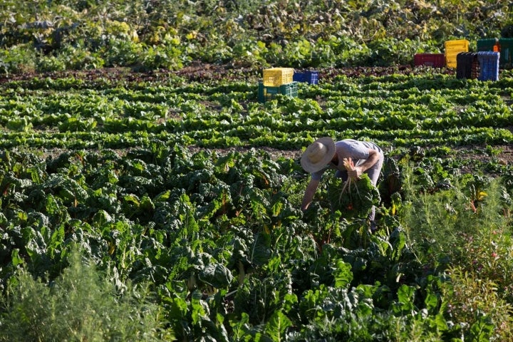 Huerta Familia Hevilla