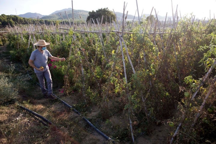 Cristóbal Hevilla en las tomateras.