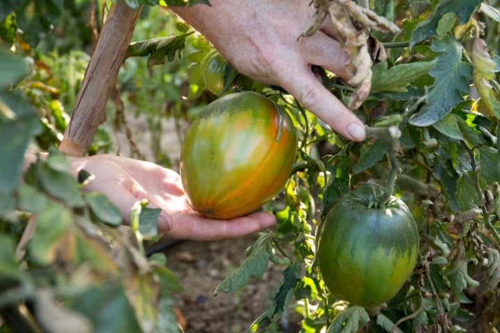 Tomate en la huerta