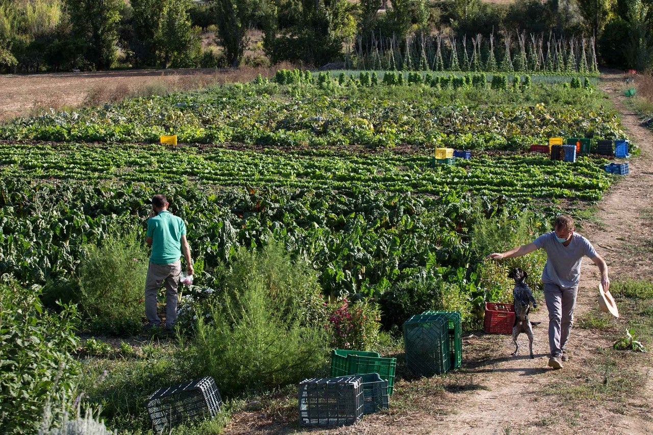 Situada en Coín, en esta huerta practican la agricultura ecológica en todos sus cultivos.