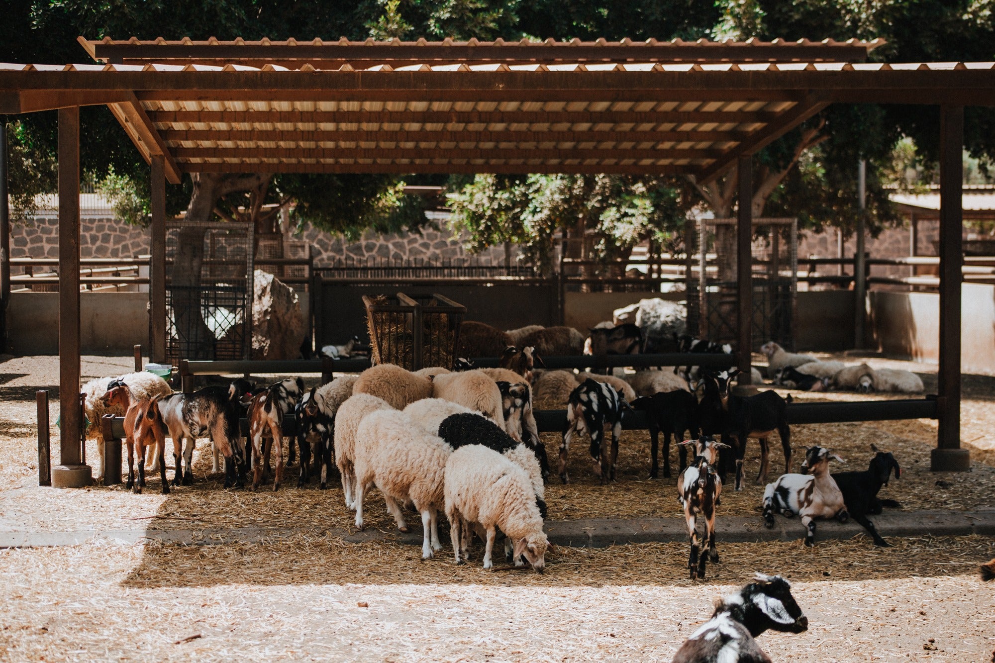 Finca de Uga (Lanzarote) ovejas