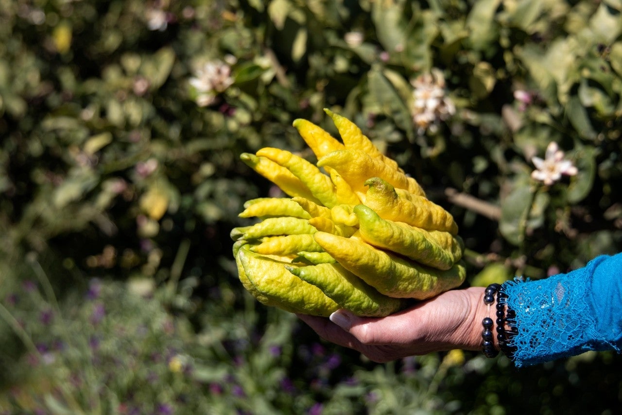 Exotismo malagueño entre ‘kumquats’ y lichis