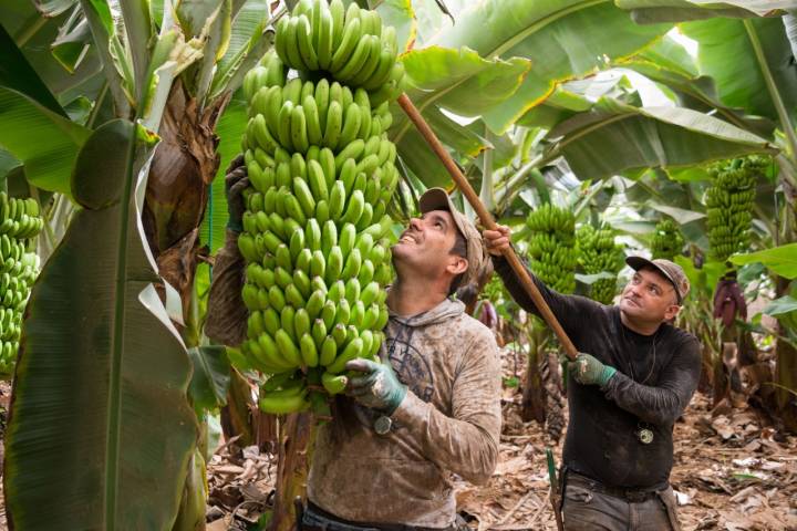 Especialistas retiran el racimo de plátanos de una platanera en la finca 'Las Margaritas'.