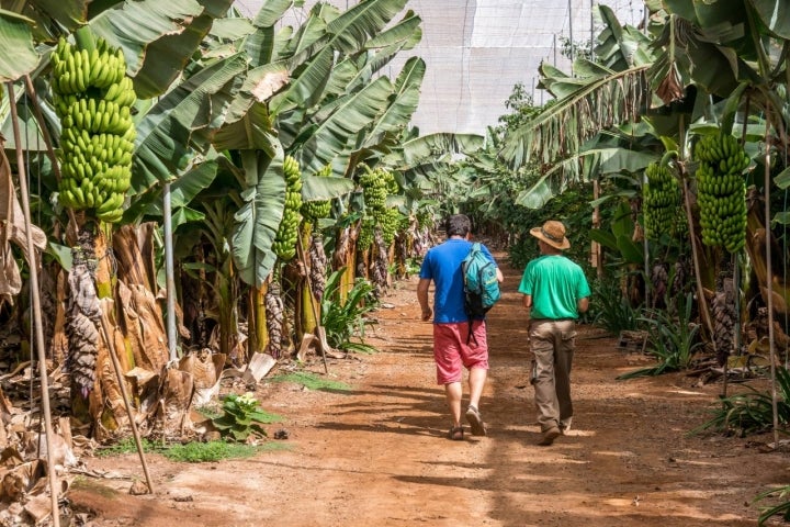 Adolfo explica cómo llegó a basar su vida en el cultivo del plátano.