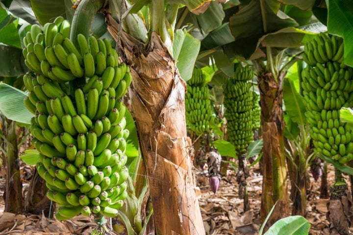 Los frutos maduran en las plataneras de 'Las Margaritas'.