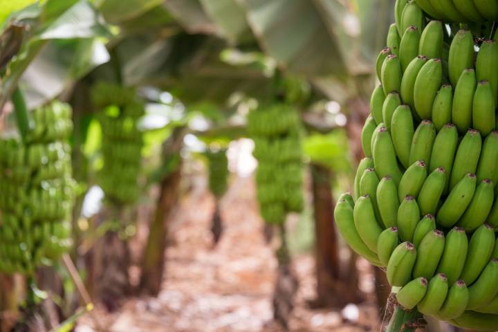 Cada año salen de las islas millones de kilos de plátanoscon destino a la península.