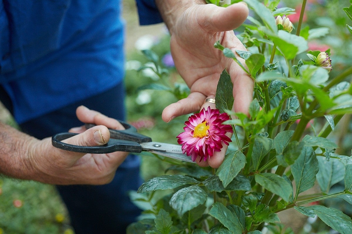 Las flores están para comérselas