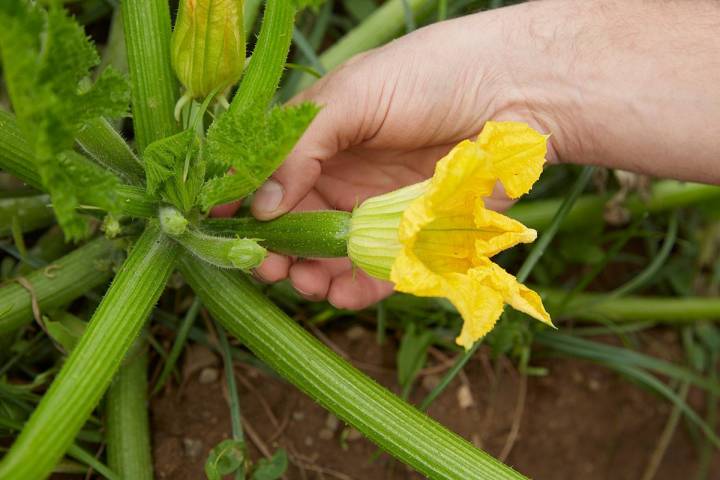 La flor de calabaza es una de las más apreciadas a nivel culinario.