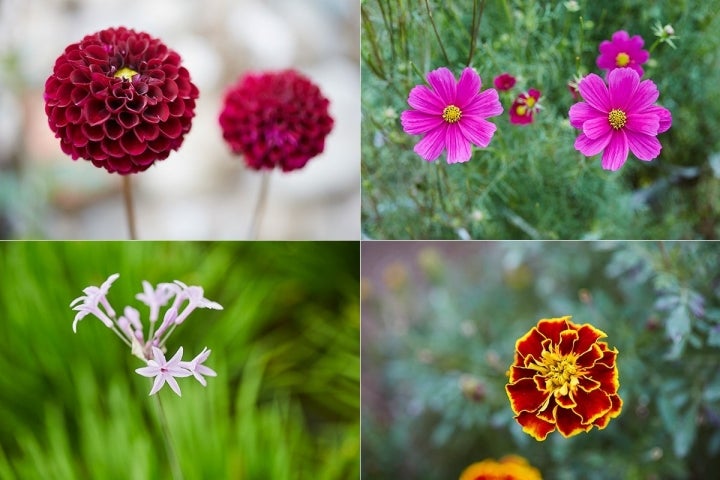 En el huerto, cerca de Barcelona, se llegan a cultivar unas 50 especies de flores comestibles.