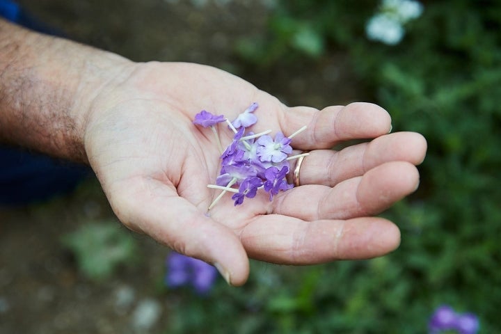 Flor de verbena de color morado.