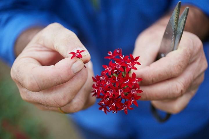 Estas flores rojas se llaman pentas moradas y añaden un sabor suave a ajo a los platos.