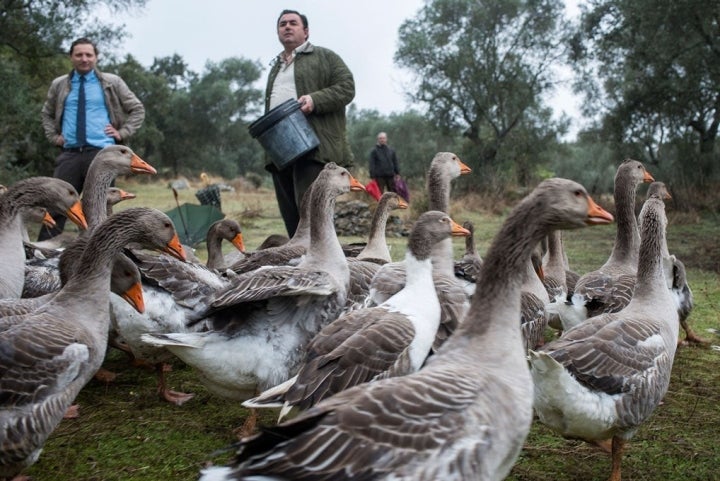 Las ocas son animales muy fieles que viven en familias.