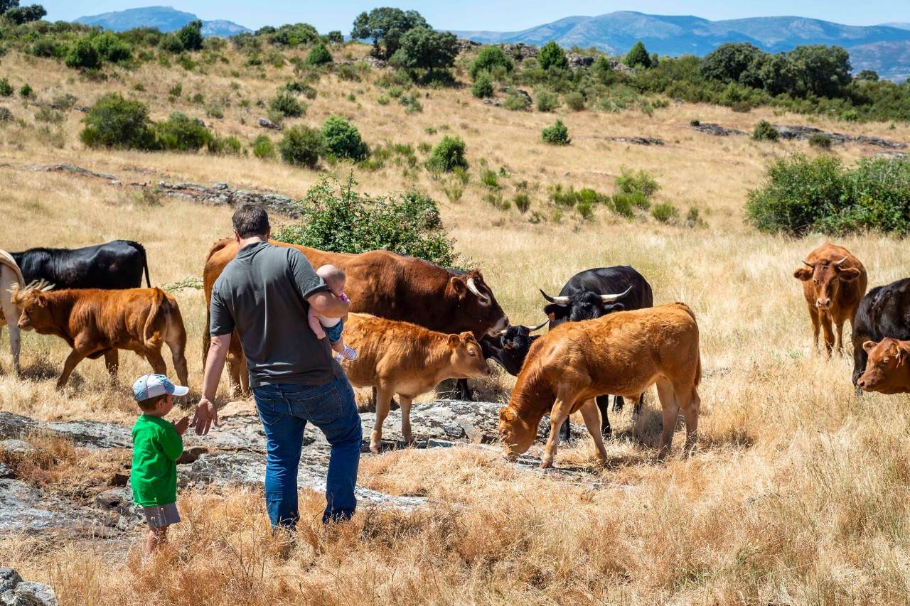 Las vacas felices de la Sierra Norte de Madrid