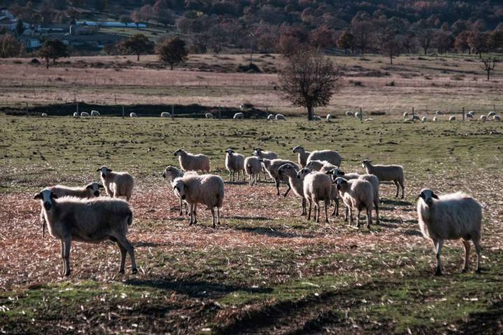 La familia Martín Pérez también cuenta con un rebaño de ovejas churras.