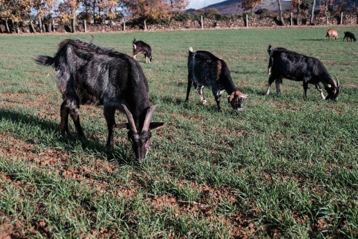 Los ganaderos siembran en su finca para alimentar a los animales cuando es necesario.