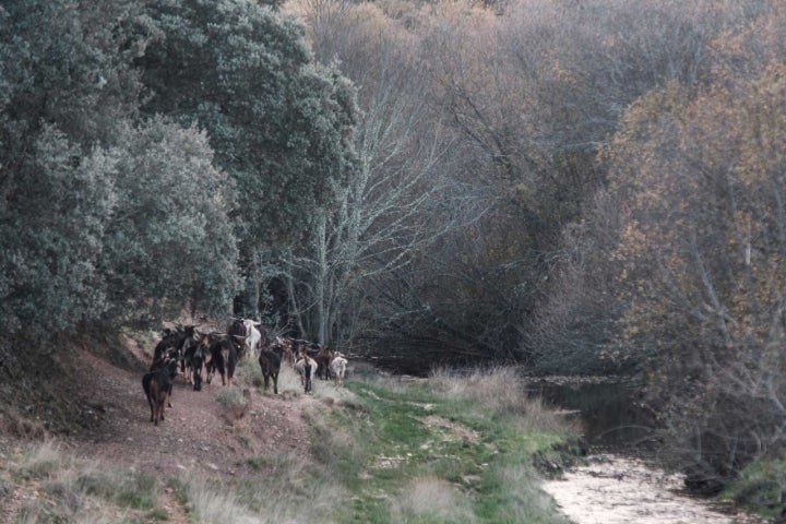 Todos los días, llevan a la mayoría de las cabras a pastar al monte.