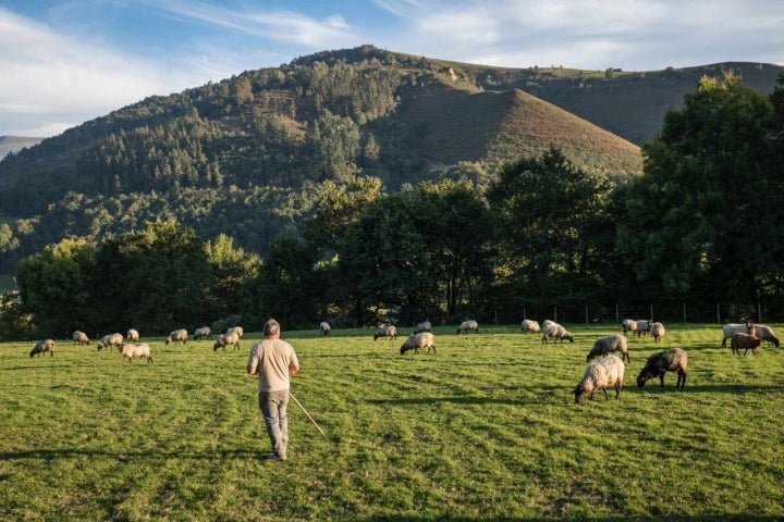 Un pastor en una pradera en el Valle del Pas.