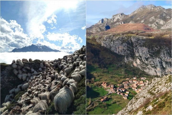 En un lado las ovejas de los Roiz en Picos de Europa; del otro, el pueblo de Bejes.