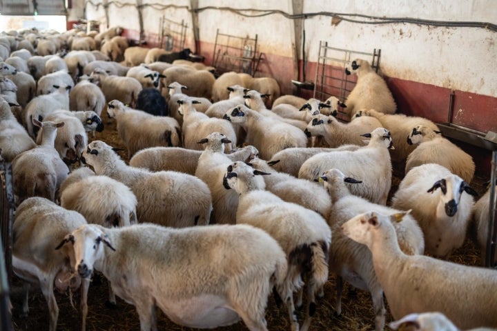 Parte del rebaño de la Ganadería Del Vidal en Oquillas (Burgos).