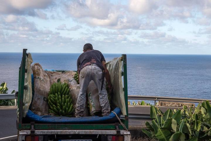 La Palma: Platanero cargando racimos de fruta.