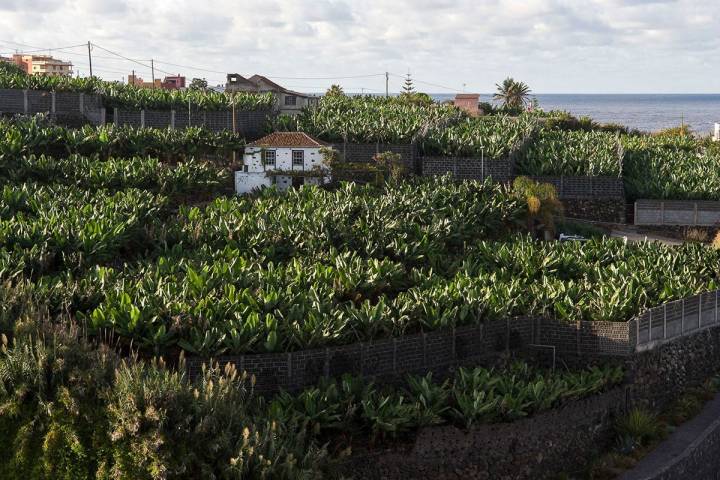 La Palma: Cantero de plátano. Foto: Manuel Ruiz Toribio