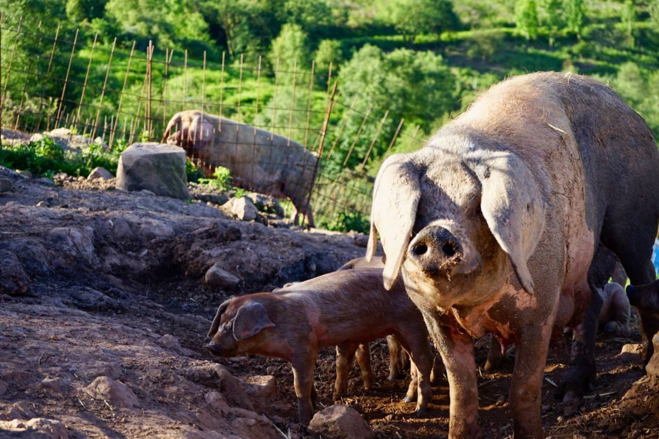 El cerdo asturiano que quiere competir con el ibérico