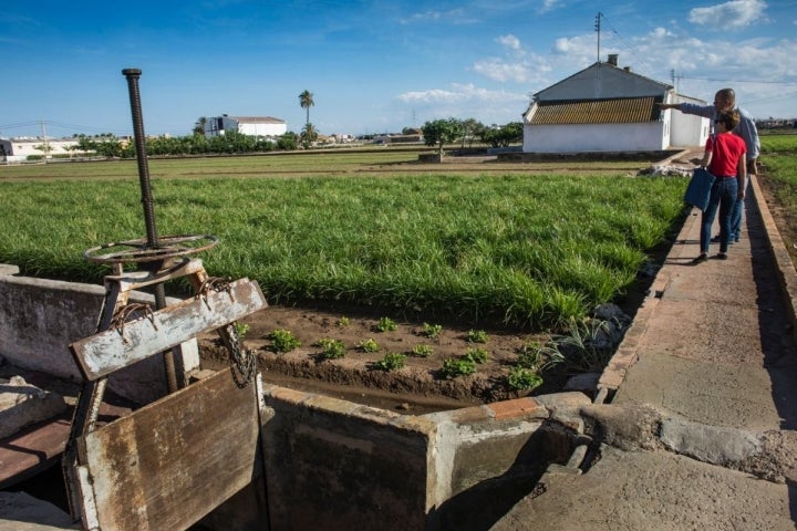 Esta tierra de regadío, en Alboraya, cuenta con parcelas que son históricamente productoras de chufa.