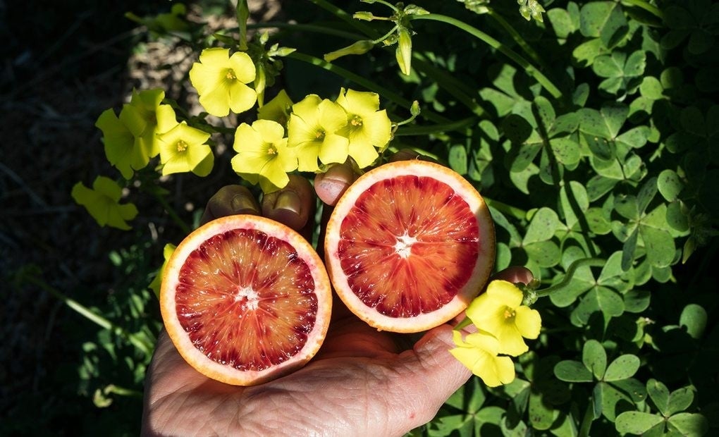 Los cítricos del mundo en un jardín del Mediterráneo