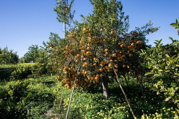 Varias varas dan soporte a un árbol cargadísimo de fruta.