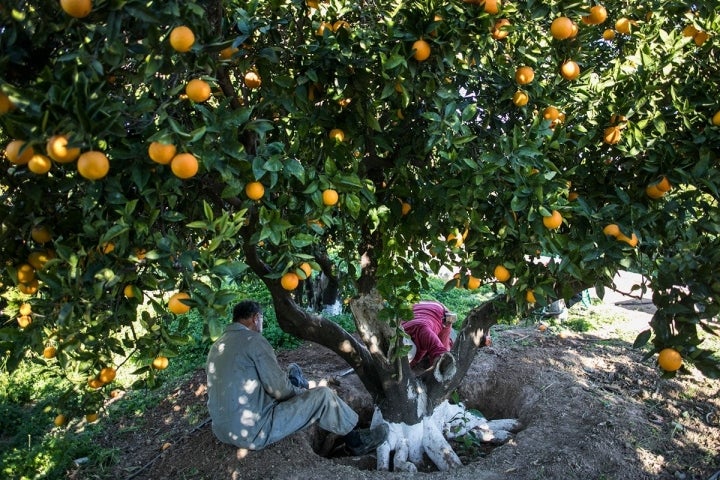 Cuidando de uno de los árboles de la plantación.