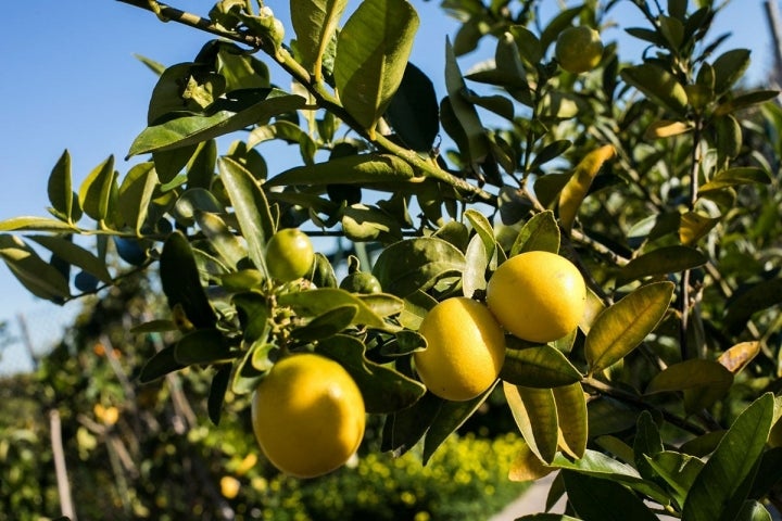 Cada fruto tiene unas propiedades medicinales, no solo culinarias.