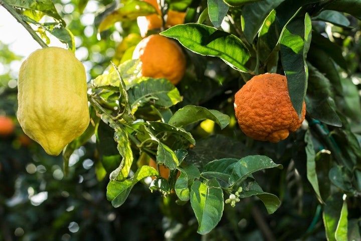 El citrus medica etrog con su color amarillo crece junto a la citrus limonimedica canarone.