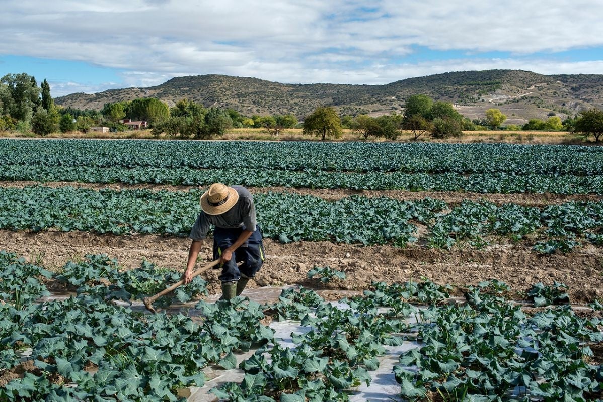 El éxtasis de las verduras