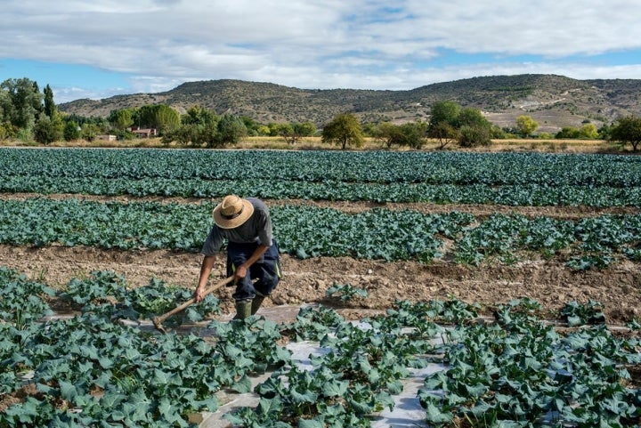 La fértil vega combinada con la pasión por la tierra es el sello de identidad de la huerta de Carabaña.