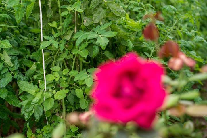 Un rosal junto a las tomateras detecta la aparición de bichos.