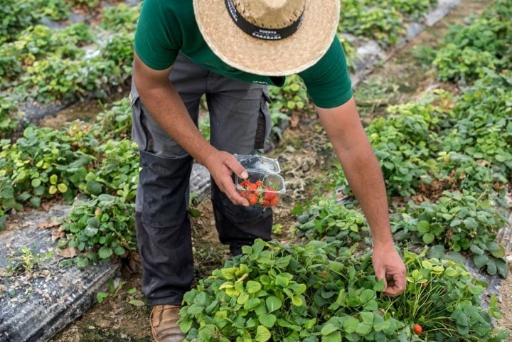 Las fresitas de la huerta de Carabaña, en temporada, tienen un sabor inolvidable.